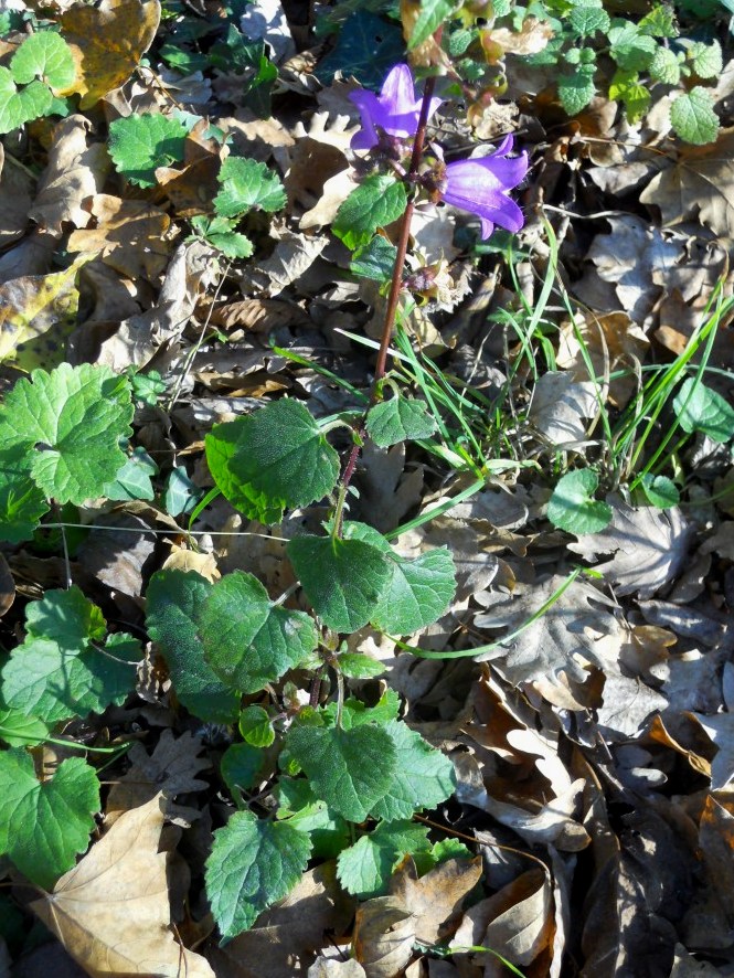 Campanula trachelium